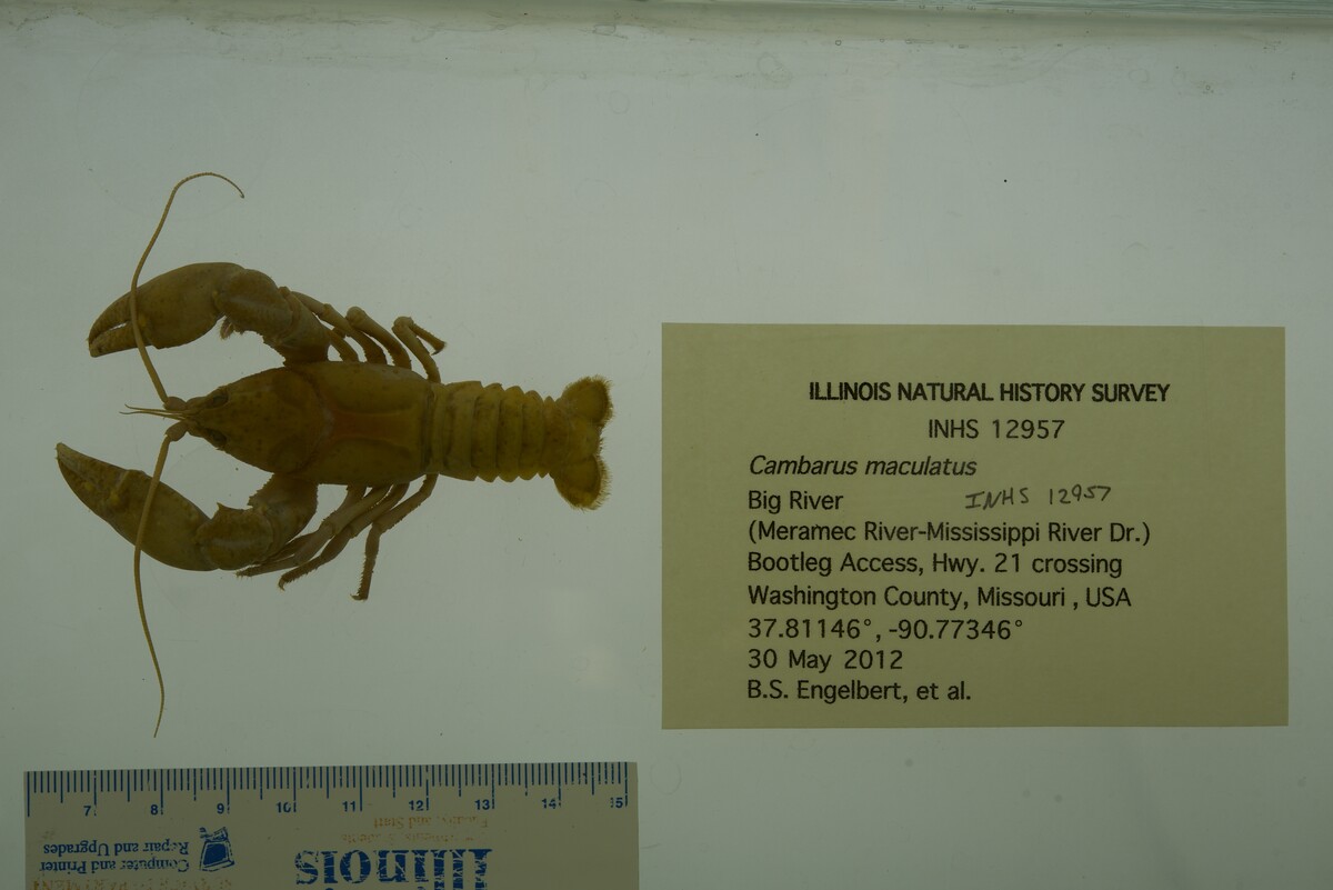 Cambarus maculatus image